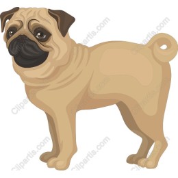 Playful Pug