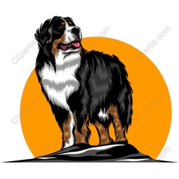 Bernese Mountain Dog work