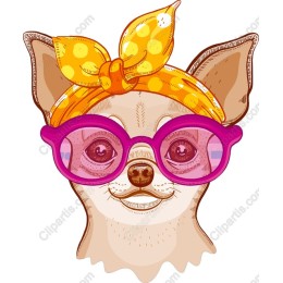 Chic Chihuahua with Sunglasses and Headband