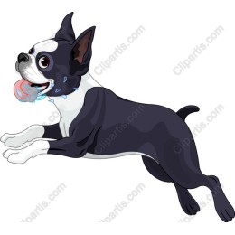 Playful Boston Terrier