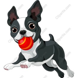Playful Boston Terrier