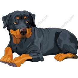 Captivating Rottweiler