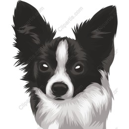 Charming Black and White Dog