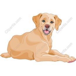 Golden Lab Companion