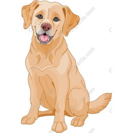 Cheerful Labrador Retriever