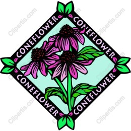 Coneflower