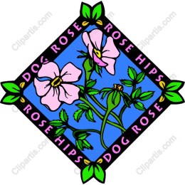Dog Rose and Rose Hips