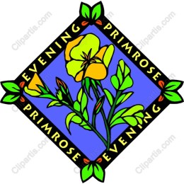 Evening Primrose