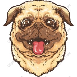 Charming Pug
