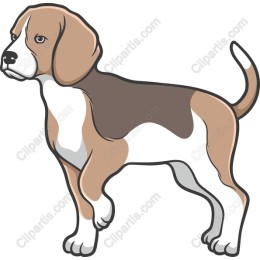 Beagle
