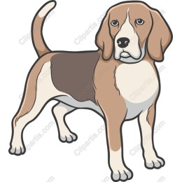 Adorable Beagle