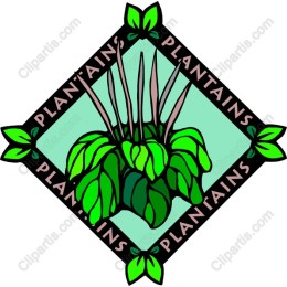 Plantains - Tropical Elegance