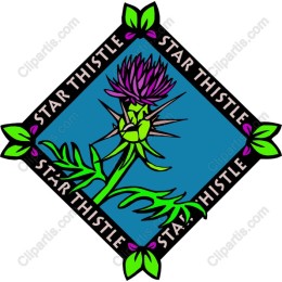 Star Thistle