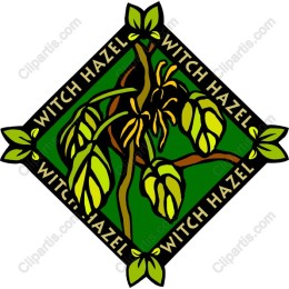 Witch Hazel Botanical