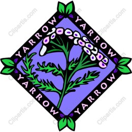 Vibrant Yarrow
