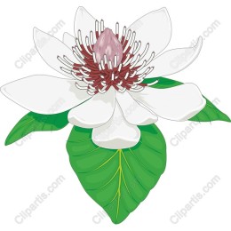 Magnolia Blossom