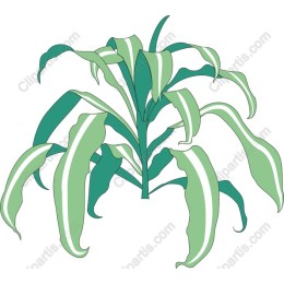 Lush Tropical Plant