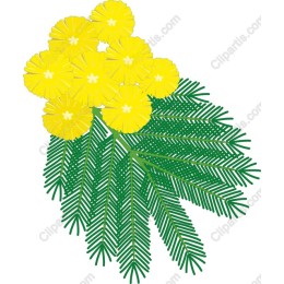 Yellow Mimosa Floral