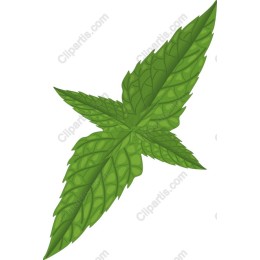 Fresh Mint Leaves