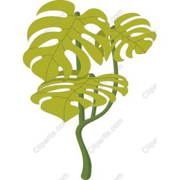 Lush Monstera Leaf