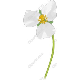 Elegant White Flower