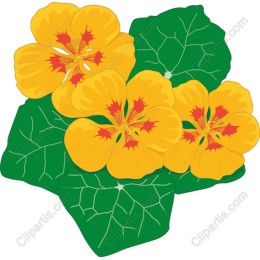 Vibrant Nasturtium Flowers