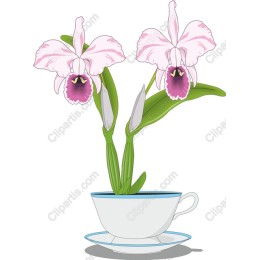 Elegant Orchid in Teacup