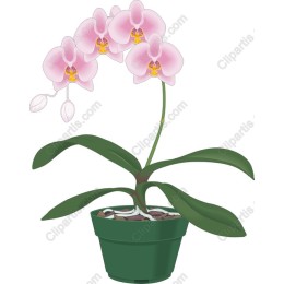 Pink Orchid