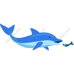 Playful Dolphin