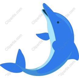 Playful Dolphin