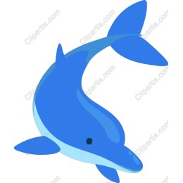 Playful Dolphin