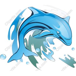 Vibrant Dolphin