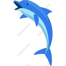 Dolphin Delight