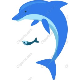 Vibrant Dolphin