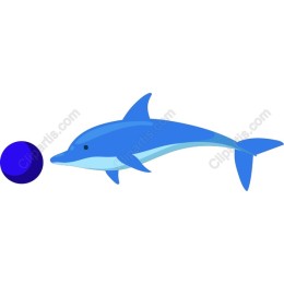 Playful Dolphin