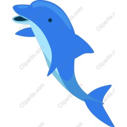Playful Dolphin