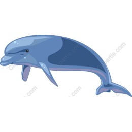 Charming Dolphin