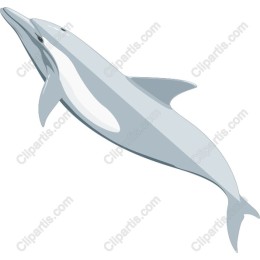 Playful Dolphin