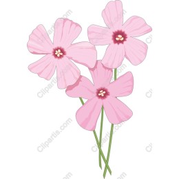 Pink Blossom
