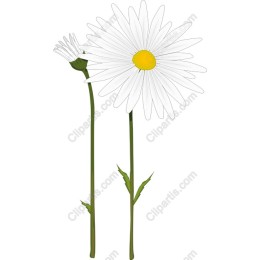 Elegant Daisy