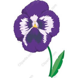 Vibrant Purple Pansy