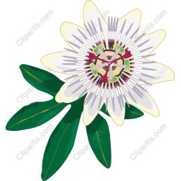 Passion Flower