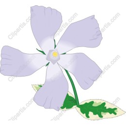 Vibrant Violet Flower