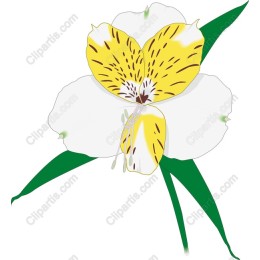 Elegant Orchid
