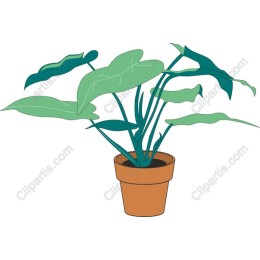 Lush Indoor Plant