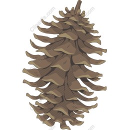 Pine Cone
