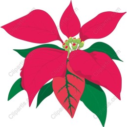 Poinsettia