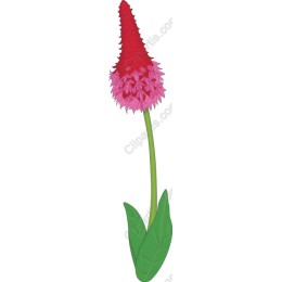 Vibrant Red and Pink Flower