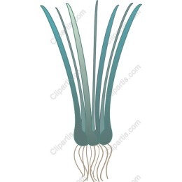 Fresh Green Onions
