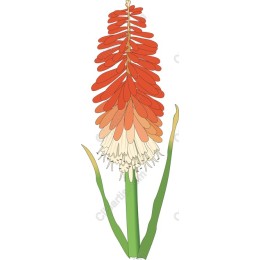 Vibrant Kniphofia - Red Hot Poker Flower